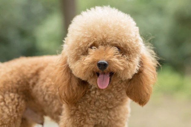 Cute small dog clearance breeds that dont shed